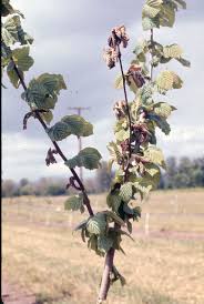 Attēlu rezultāti vaicājumam “Corylus avellana”