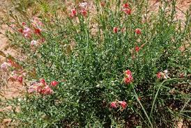 Attēlu rezultāti vaicājumam “Onagraceae”