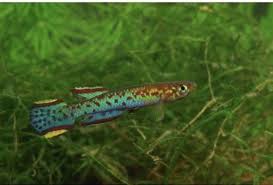 Image result for Aphyosemion