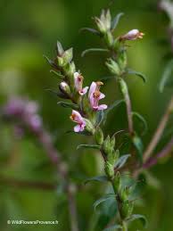 Attēlu rezultāti vaicājumam “Odontites vulgaris flower”