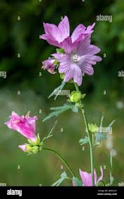 Image result for Malva alcea