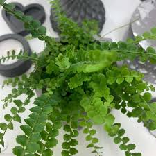 Image result for НЕФРОЛЕПИС (Nephrolepis