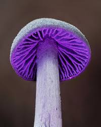 Attēlu rezultāti vaicājumam “Enteridium olivaceum macro”