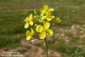 Attēlu rezultāti vaicājumam “Sinapis arvensis fruit”