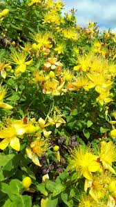 Image result for Hypericum perforatum