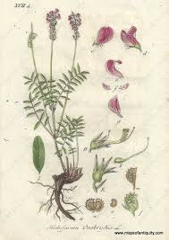 Image result for Onobrychis viciifolia