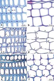 Attēlu rezultāti vaicājumam “Physisporinus vitreus”