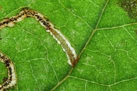 Attēlu rezultāti vaicājumam “Lyonetia clerkella”