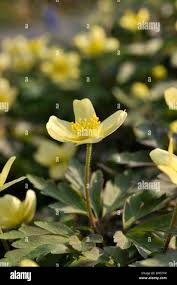 Attēlu rezultāti vaicājumam “Anemone x lipsiensis flower”