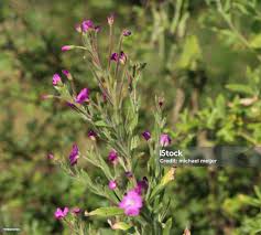 Image result for Epilobium hirsutum