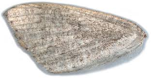 Attēlu rezultāti vaicājumam “Cyclophora pendularia”