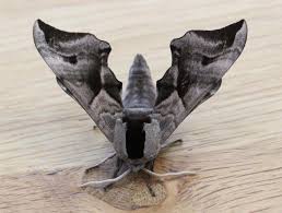 Attēlu rezultāti vaicājumam “Smerinthus ocellata”