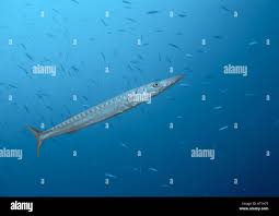 Image result for Sphyraena viridensis