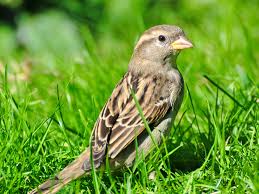 Image result for Passer domesticus