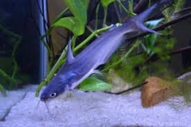 Image result for Ictalurus furcatus