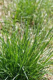 Attēlu rezultāti vaicājumam “Helictotrichon pratense”