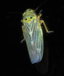 Attēlu rezultāti vaicājumam “Macrosteles nymph”