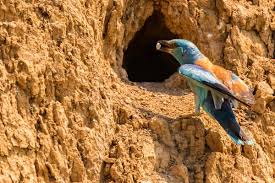 Attēlu rezultāti vaicājumam “Coracias garrulus”