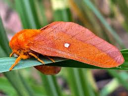 Attēlu rezultāti vaicājumam “Aphodius sp. imago”