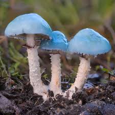 Attēlu rezultāti vaicājumam “Stropharia albocrenulata”