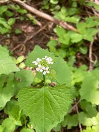 Image result for Alliaria petiolata