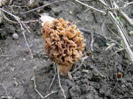 Attēlu rezultāti vaicājumam “Morchella esculenta”