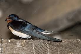 Attēlu rezultāti vaicājumam “Hirundinidae”