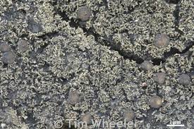 Attēlu rezultāti vaicājumam “Parmeliella triptophylla”