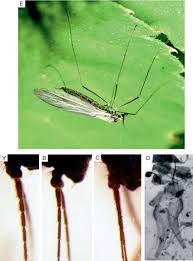 Attēlu rezultāti vaicājumam “Trichocera regelationis”