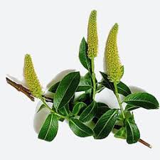 Attēlu rezultāti vaicājumam “Salix pentandra flower”