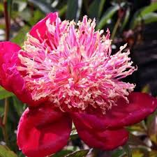 Attēlu rezultāti vaicājumam “Paeonia lactiflora”