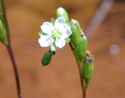 Attēlu rezultāti vaicājumam “Drosera rotundifolia flower”