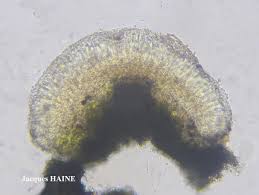 Attēlu rezultāti vaicājumam “Fellhanera subtilis”