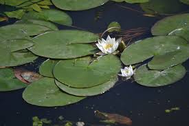 Attēlu rezultāti vaicājumam “Nymphaea candida leaf”