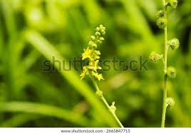 Attēlu rezultāti vaicājumam “Agrimonia pilosa flower”