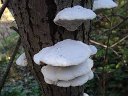 Attēlu rezultāti vaicājumam “Trametes suaveolens”