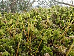 Attēlu rezultāti vaicājumam “Plagiomnium undulatum”