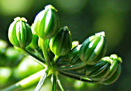 Attēlu rezultāti vaicājumam “Anthriscus sylvestris fruit”