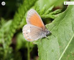 Attēlu rezultāti vaicājumam “Coenonympha glycerion underside”