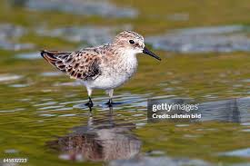 Attēlu rezultāti vaicājumam “Calidris minuta”