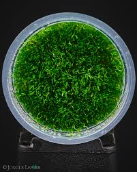 Attēlu rezultāti vaicājumam “Riccia”