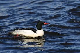 Attēlu rezultāti vaicājumam “Mergus merganser male”