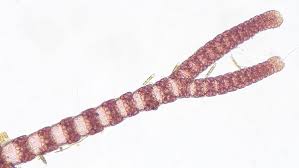 Attēlu rezultāti vaicājumam “Ceramium sp.”