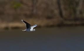 Attēlu rezultāti vaicājumam “Larus minutus adult”