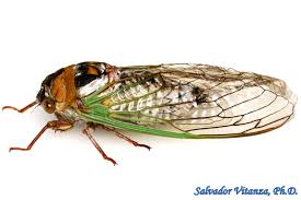 Attēlu rezultāti vaicājumam “Auchenorrhyncha”