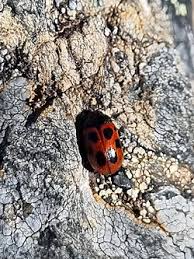 Attēlu rezultāti vaicājumam “Gonioctena”