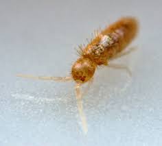 Attēlu rezultāti vaicājumam “Heteromurus nitidus”