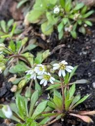 Attēlu rezultāti vaicājumam “Erophila verna flower”
