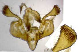 Attēlu rezultāti vaicājumam “Mythimna impura”