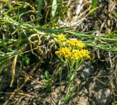 Attēlu rezultāti vaicājumam “Helichrysum arenarium”